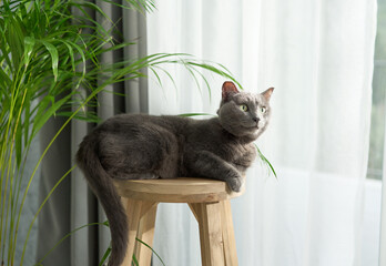 Gray domestic cat posing upright on small wooden stool with plants
