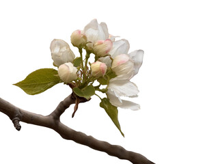 Apple blossom on a branch, transparent background