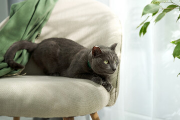Back of resting gray cat on indoor chair with green scarf and foliage