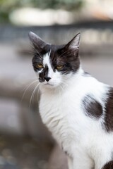 Black and White Cat Close-Up