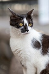 Black and White Cat with Yellow Eyes