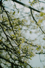 Spring Tree Branches with Fresh Green Blossoms on Natural Background