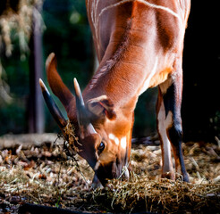 an animal in a zoo