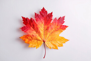 A stunning maple leaf displays vibrant shades of red and yellow, resting elegantly on a soft, light background, showcasing autumn's beauty.