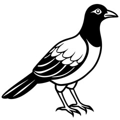 Obraz premium Vector art of a stylized black white illustration of a magpie bird standing in
