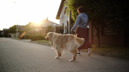 Female Dog Owner Walking Adorable Golden Retriever As Part Of Daily Routine On A Street - Powered by Adobe