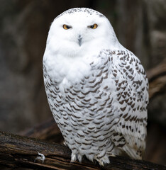 an owl 
