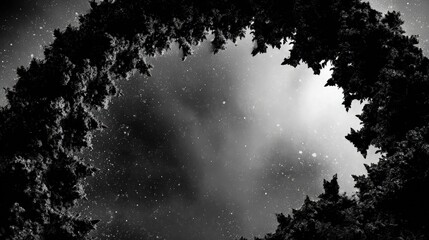 Night Sky Through Tree Branches