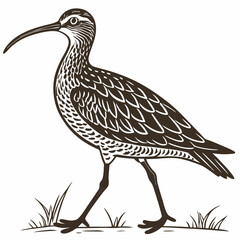 Vector art of a detailed illustration of a curlew bird with a long beak patterned