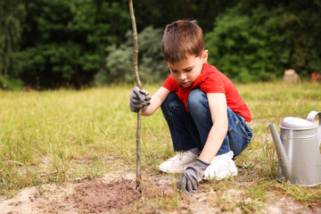 Little boy planting tree into soil outdoors
