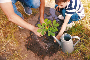 Father and his son planting tree into soil outdoors, closeup