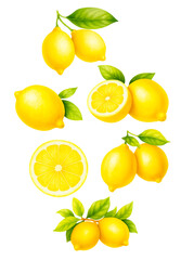 Set of Fresh and Juicy Citrus Fruits cliparts png on White Background