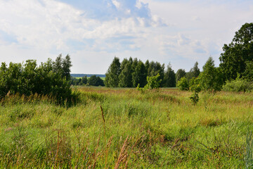 Green Meadow with Trees under a Blue Sky with white cumulous clouds