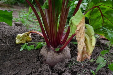 Beetroot growing in the garden with red stalks and green leaves close up