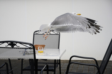 outdoor cafe tables and seagull, thief, funny, 