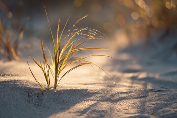 Grass tuft sprouting from sand, light casting shadows, soft focus, beach feel