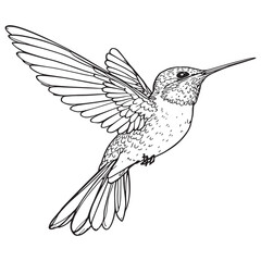 Black chinned Hummingbird line art elegant swift nectar feeder © Ayesha