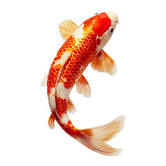 Fototapeta premium A vibrant orange and white japanese koi fish with detailed scales and flowing fins isolated on transparent background