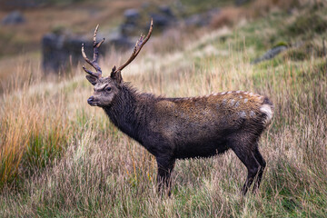 Red Deer in Wicklow Mountains National Park, Ireland