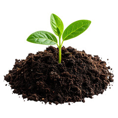 Young Green Seedling Emerging From Rich Soil With Vibrant Leaves isolated on transparent background. PNG die-cut for advertising