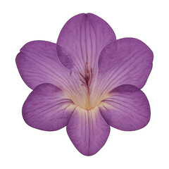 PNG Vibrant purple iris flower element.