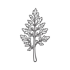 Fototapeta premium Cedar Leaves line art simple clean organic artistic style