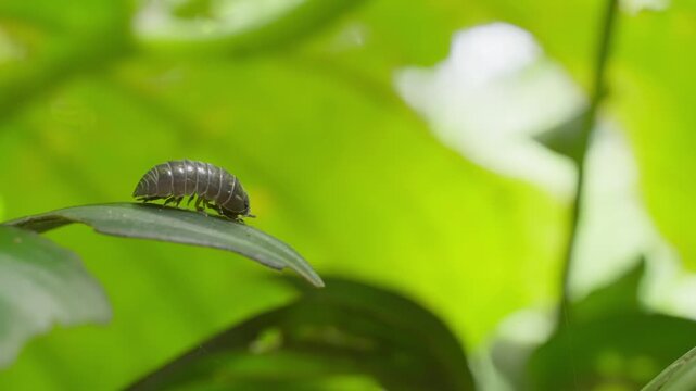 Macro close-up of a pill bug, also called woodlouse, resting on a vibrant green leaf.