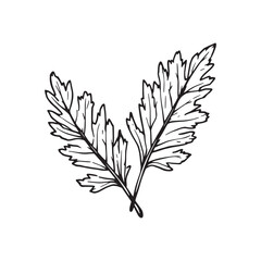 Cedar Leaves line art natural beauty detailed elegant design