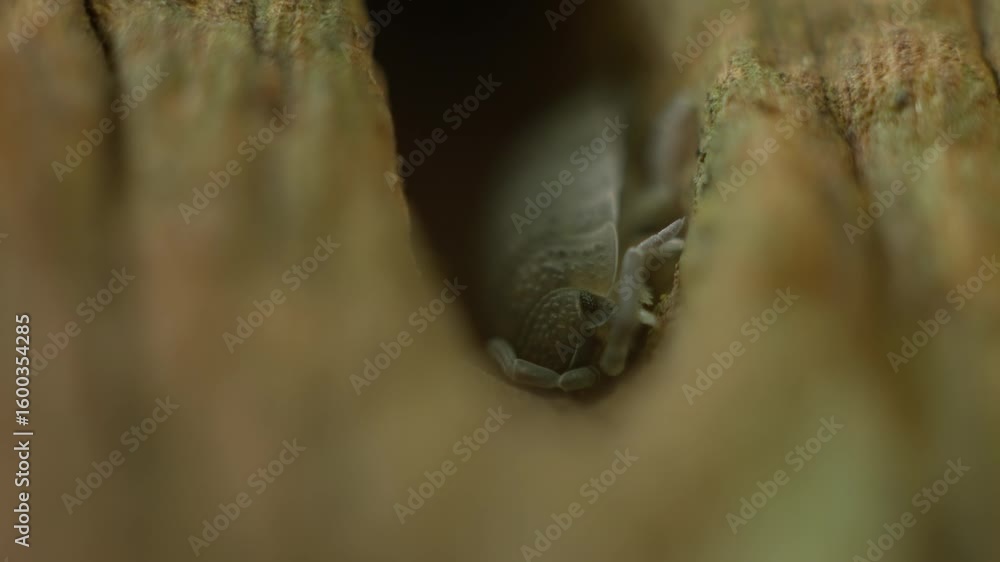 Poster macro close-up capturing a tiny hidden cochineal nestled in a secret spot within forest wood.