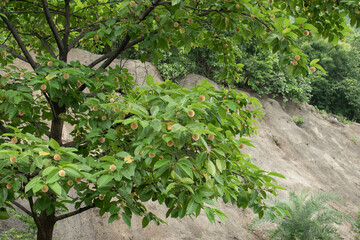 A vibrant Kadamba tree in full bloom, showcasing its round, orange-yellow flowers against lush green foliage, thriving on a rocky hillside during the monsoon season.