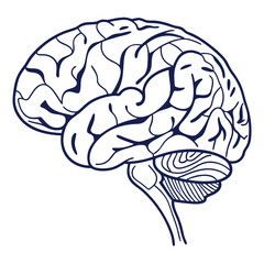 Dark blue brain outline on white human brain neurology