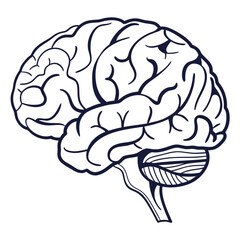 Dark blue brain outline with detailed convolutions human brain neuroscience