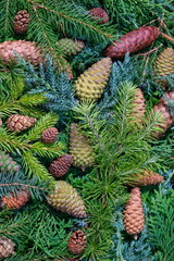 Pine Cones and Evergreen Branches Green Pine Tree. Winter Holiday Backdrop. Christmas background 
