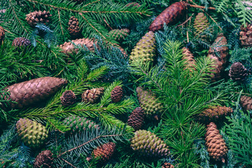 Pine Cones and Evergreen Branches Winter Christmas Background for Festive Projects