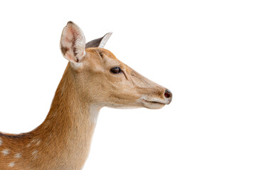 fallow deer, dama dama, Portrait of female animal  isolated on white background.