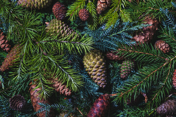 Pine Cones and Evergreen Branches Green Pine Tree. Winter Holiday Backdrop. Christmas background 