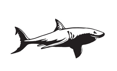 Obraz premium Great white shark on white background, graphical illustration. Vector 