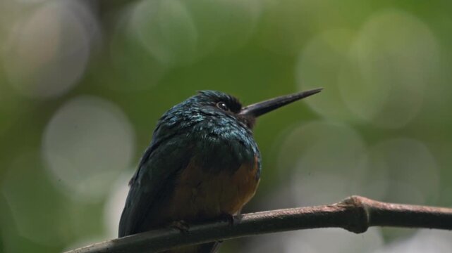 Perched gracefully on a slender branch in the Arenal region near La Fortuna, a jacamar bird glimmers in the dappled light of the rainforest.