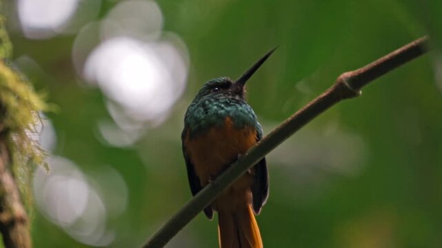 Perched gracefully on a slender branch in the Arenal region near La Fortuna, a jacamar bird glimmers in the dappled light of the rainforest.