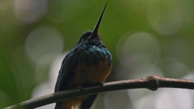 Perched gracefully on a slender branch in the Arenal region near La Fortuna, a jacamar bird glimmers in the dappled light of the rainforest.