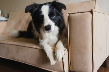 Cute puppy dog border collie lying down playing with funny face on couch at home indoors. Pet dog...