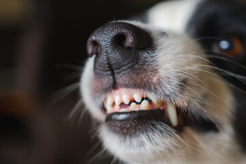 Dangerous angry dog. Aggressive puppy dog border collie baring teeth fangs looking aggressive...