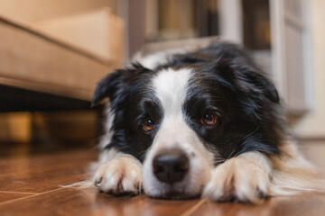 Naklejka na ściany i meble Cute puppy dog border collie lying down playing with funny face on floor at home indoors. Pet dog resting ready to sleep indoor. Funny emotional dog Love for pets friendship companion pet care