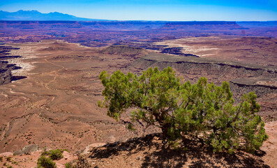 Panorama of view from "Island of the sky" of the Canyonlands Narional Park in Utah, USA