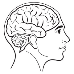 Human head profile with brain outline anatomy
