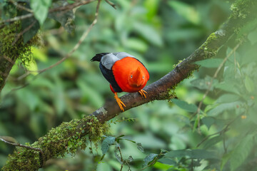 Andean Cock-of-the-rock (Rupicola peruvianus
