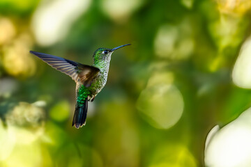 Sparkling violetear (Colibri coruscans) Ecuador