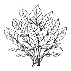 Fresh Curry Leaves line art black white sketch
