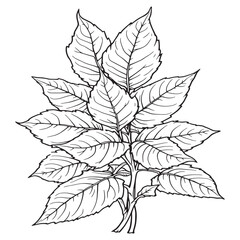 Fresh Curry Leaves line art design for packaging