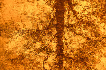 Single tree reflected in golden-orange water at dusk. Artistic blur and warm palette